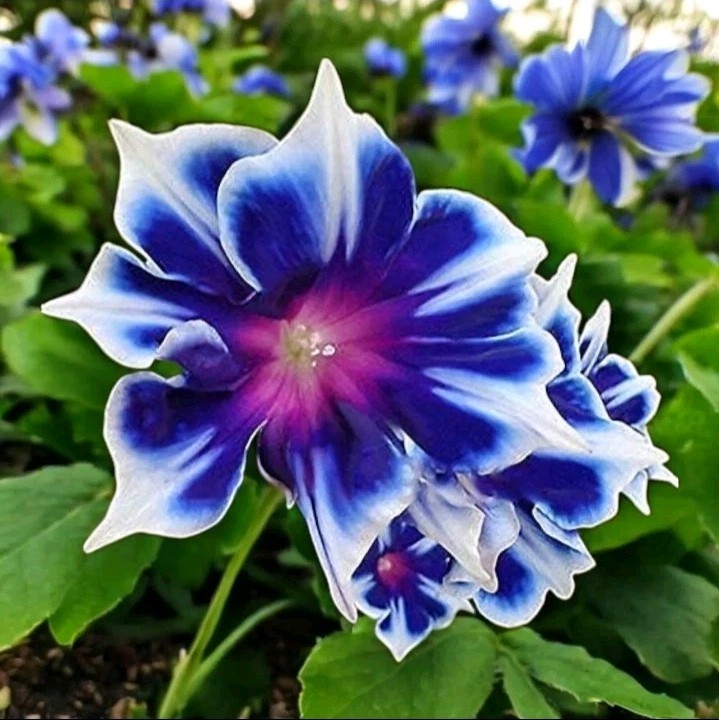 Chilean Morning Glory Seeds - 100pcs Mixed Color Blooms for Stunning Garden Chilean Morning Glory Seeds - 100pcs Mixed Color Blooms for Stunning Garden