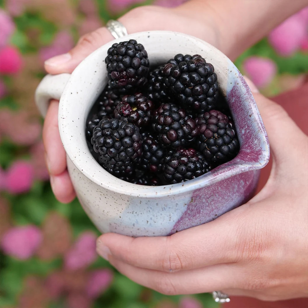 Proven Winners® Taste of Heaven® Blackberry Shrub Live Plant Well Rooted