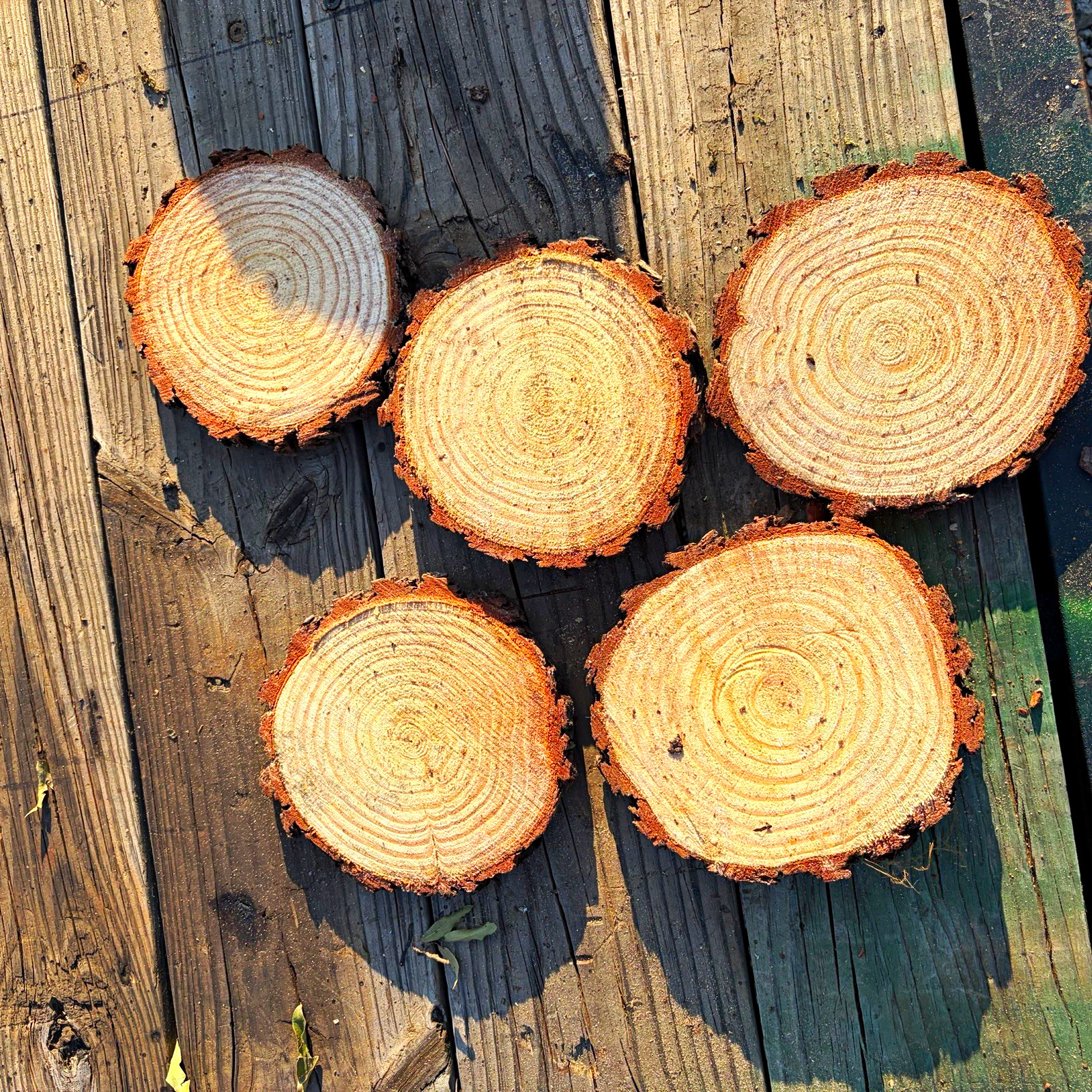 Unique Unfinished Natural Wood Round Slice w/ Bark Edge, Set of 10, 10 to 12” x1 Unique Unfinished Natural Wood Round Slice w/ Bark Edge, Set of 10, 10 to 12” x1