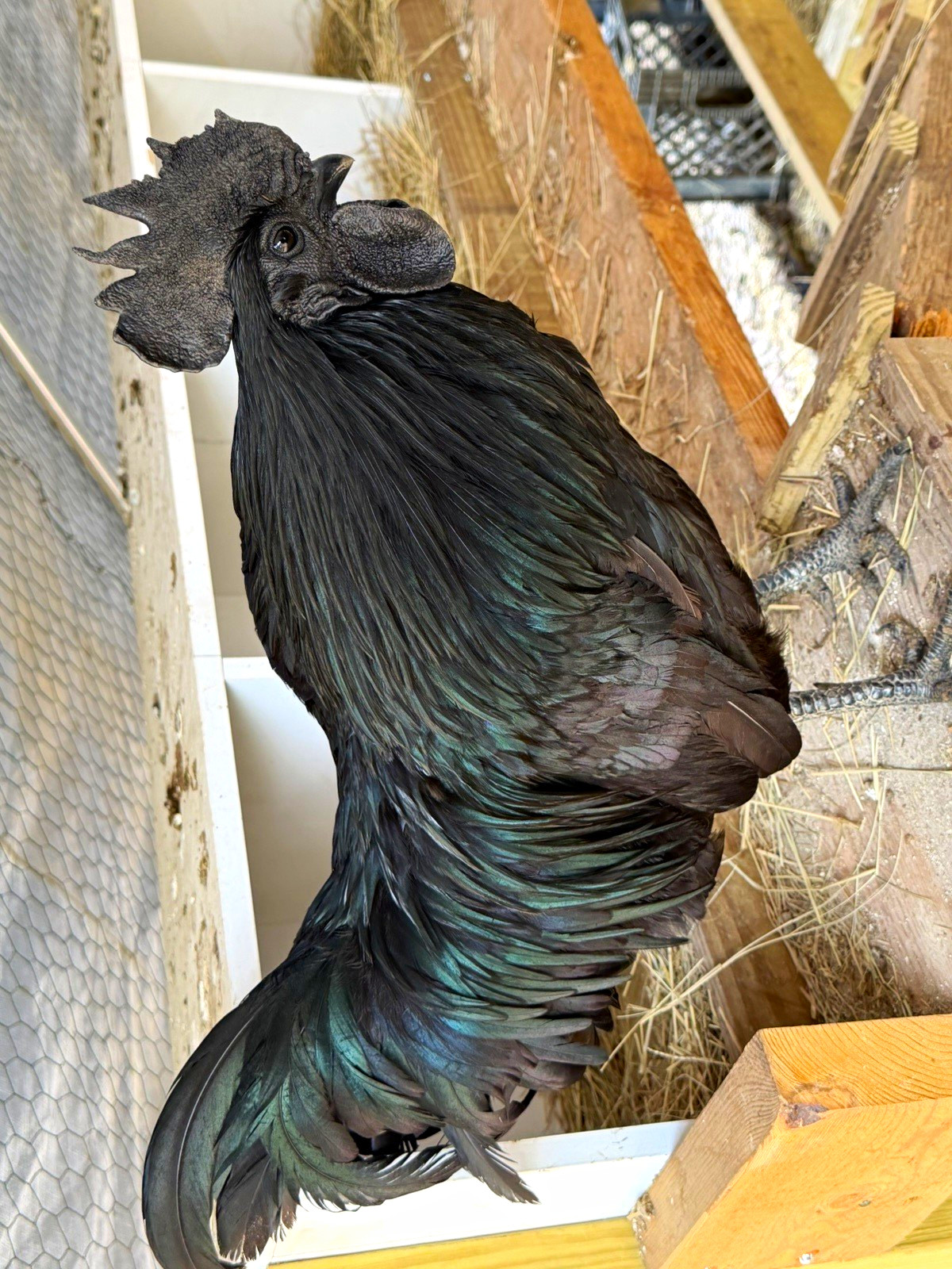 Ayam Cemani Chicken Fertile Hatching Eggs - 6 each.