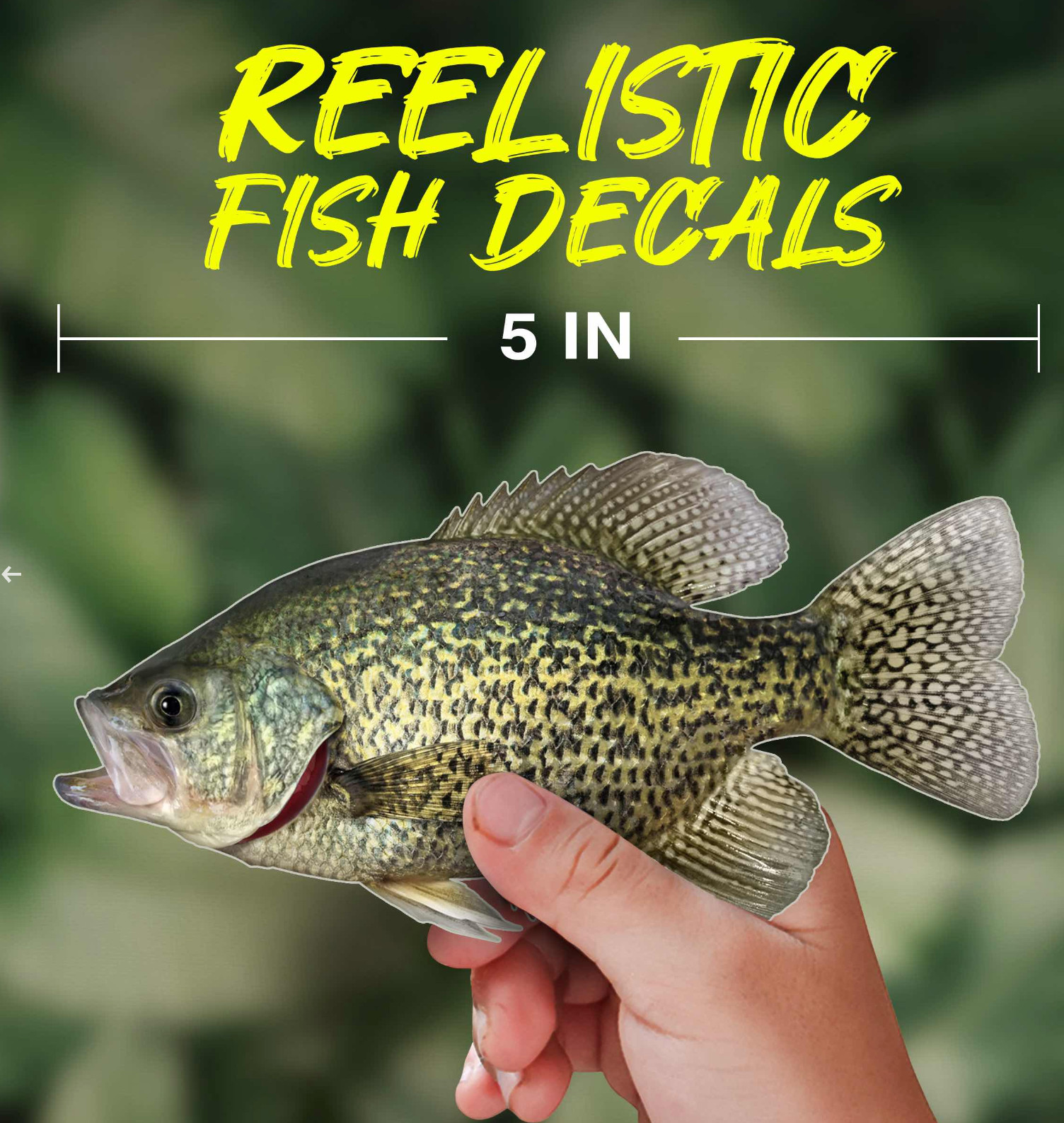 Black Crappie Vinyl Decal – UV Waterproof Outdoor Sticker for Boat, Truck -more