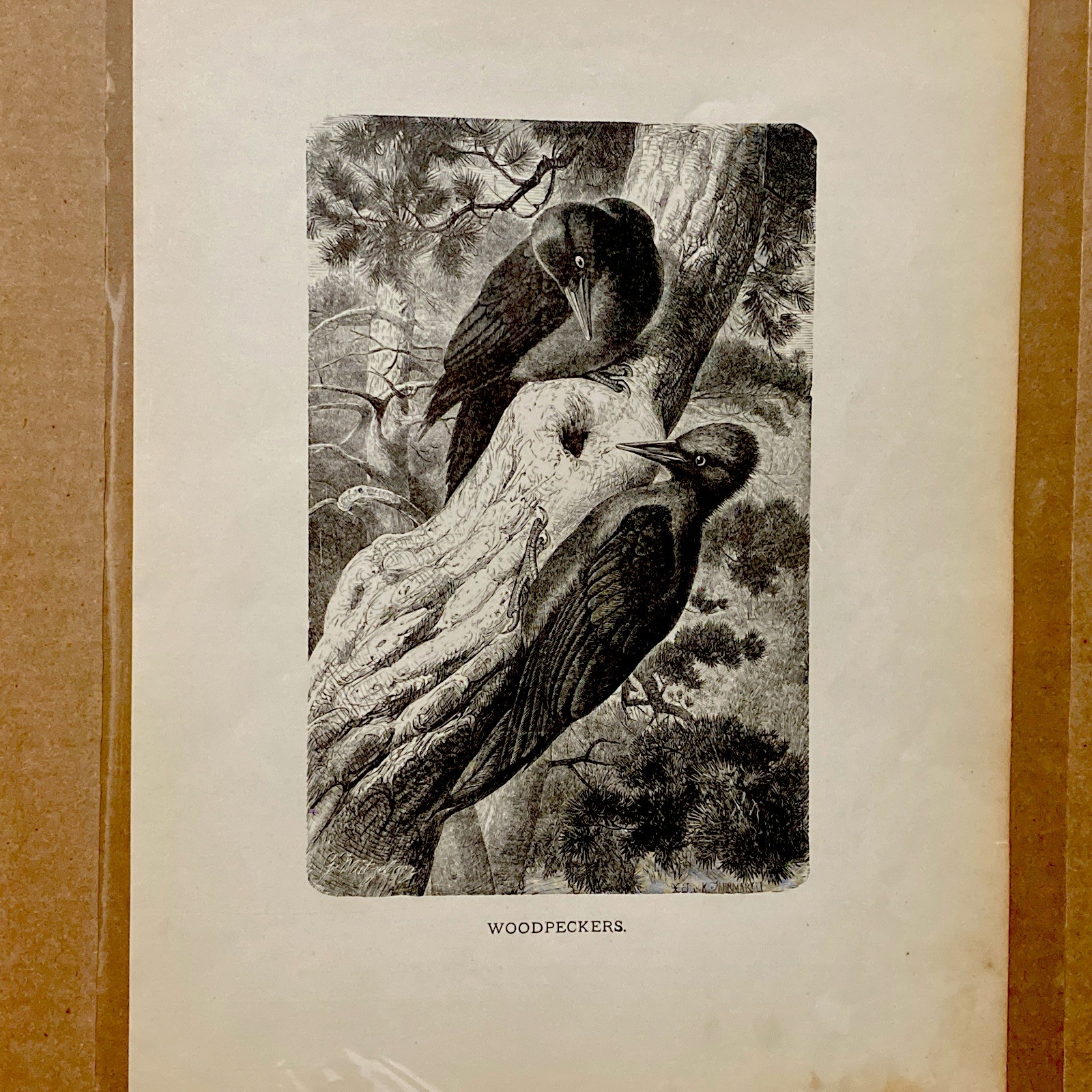 ANTIQUE 1885 ART ENGRAVING ORIGINAL BOOK LEAF “WOODPECKERS” Signed ANTIQUE 1885 ART ENGRAVING ORIGINAL BOOK LEAF “WOODPECKERS” Signed