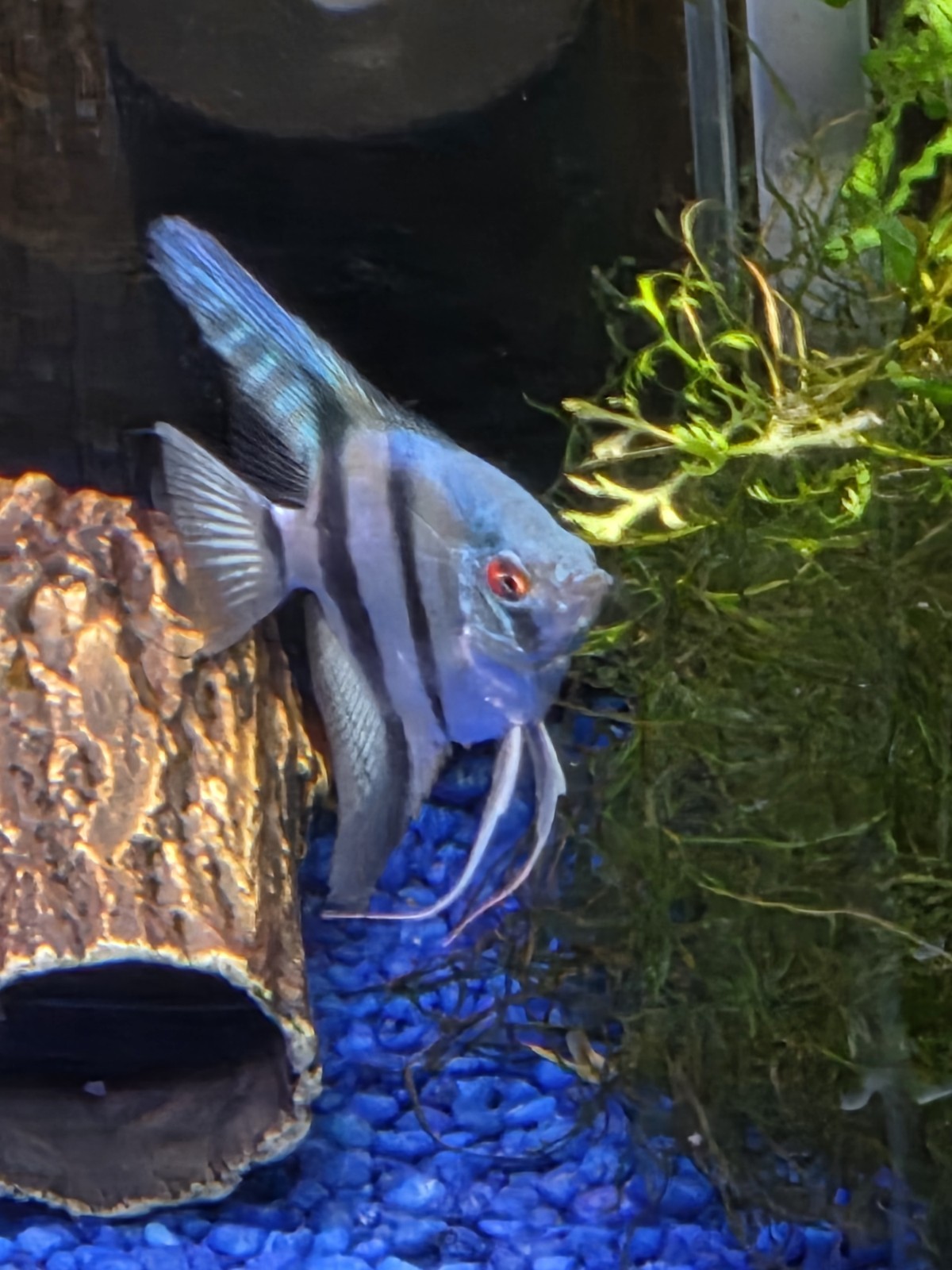 Philippine Blue Angelfish About Dime Size. 6 For 34.95
