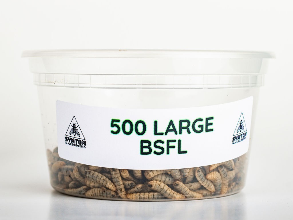 Reptile Food - LIVE Black Soldier Fly Larvae (Large)