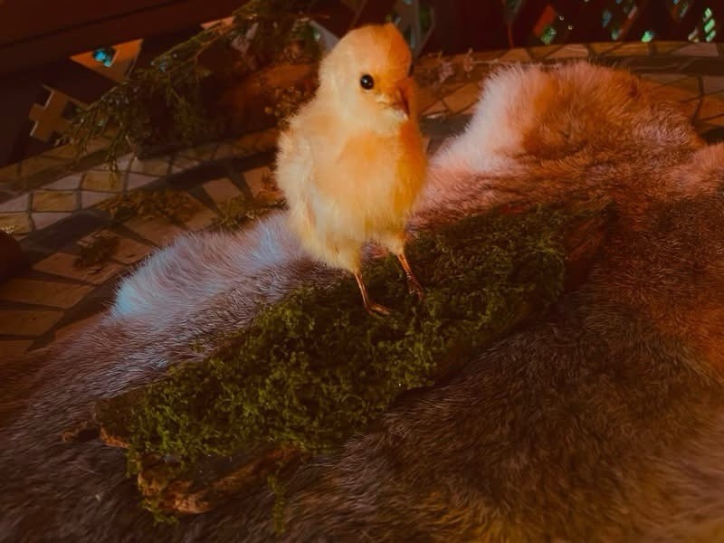 Cute little Real Chick Taxidermy Cute little Real Chick Taxidermy