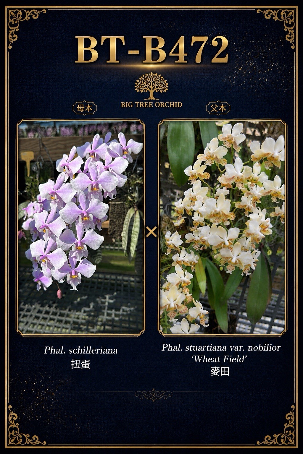 Phalaenopsis (schilleriana ‘扭蛋’ x stuartiana ‘香黄史’)