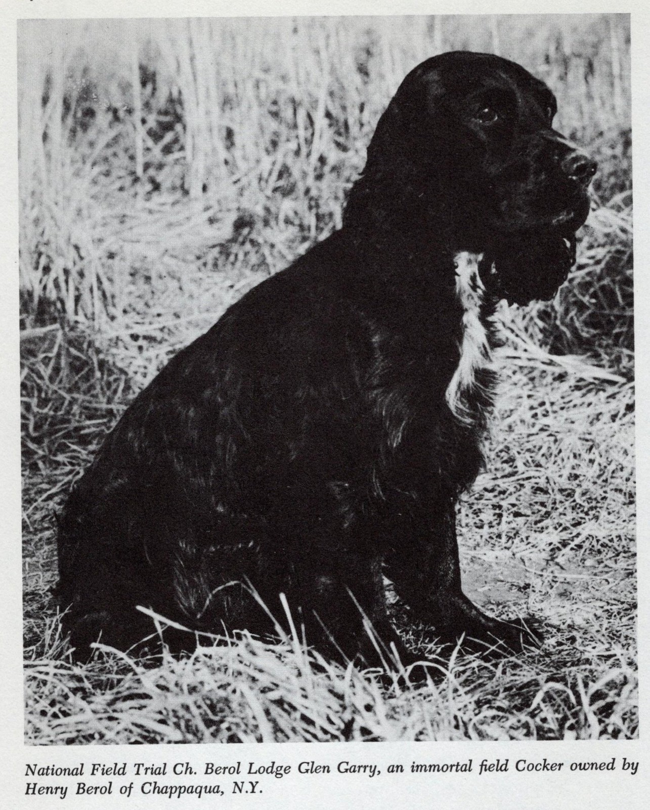*Cocker Spaniel *Cocker Spaniel