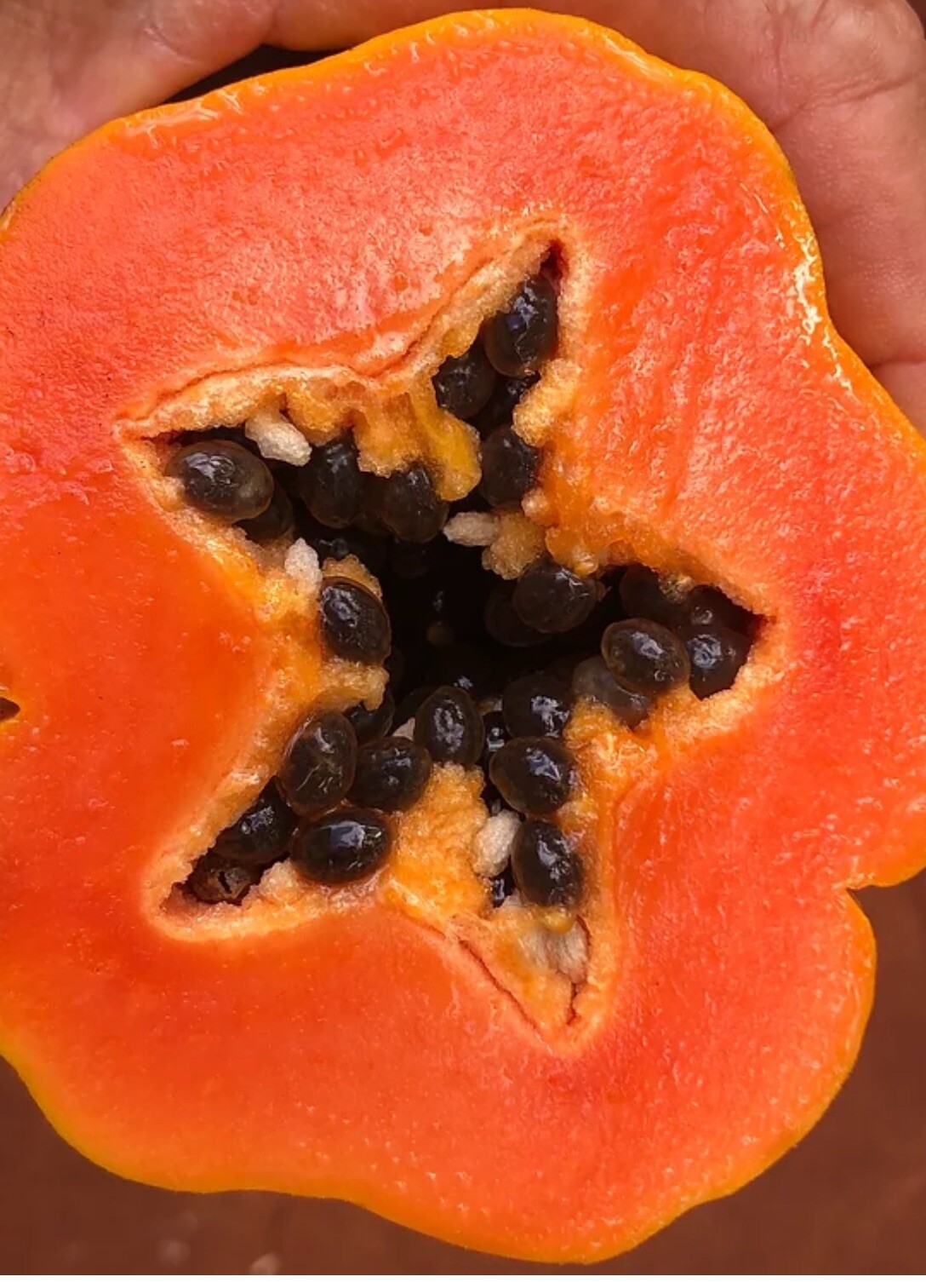 Red Lady Papaya Tree 1.5-3 Ft