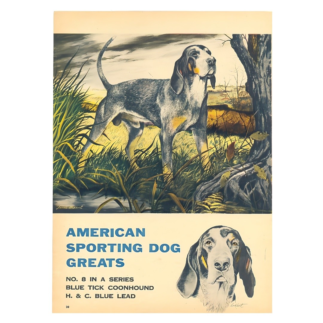 Bluetick Coonhound Realistic Poster | Sporting Dog Wall Art | Office Decor