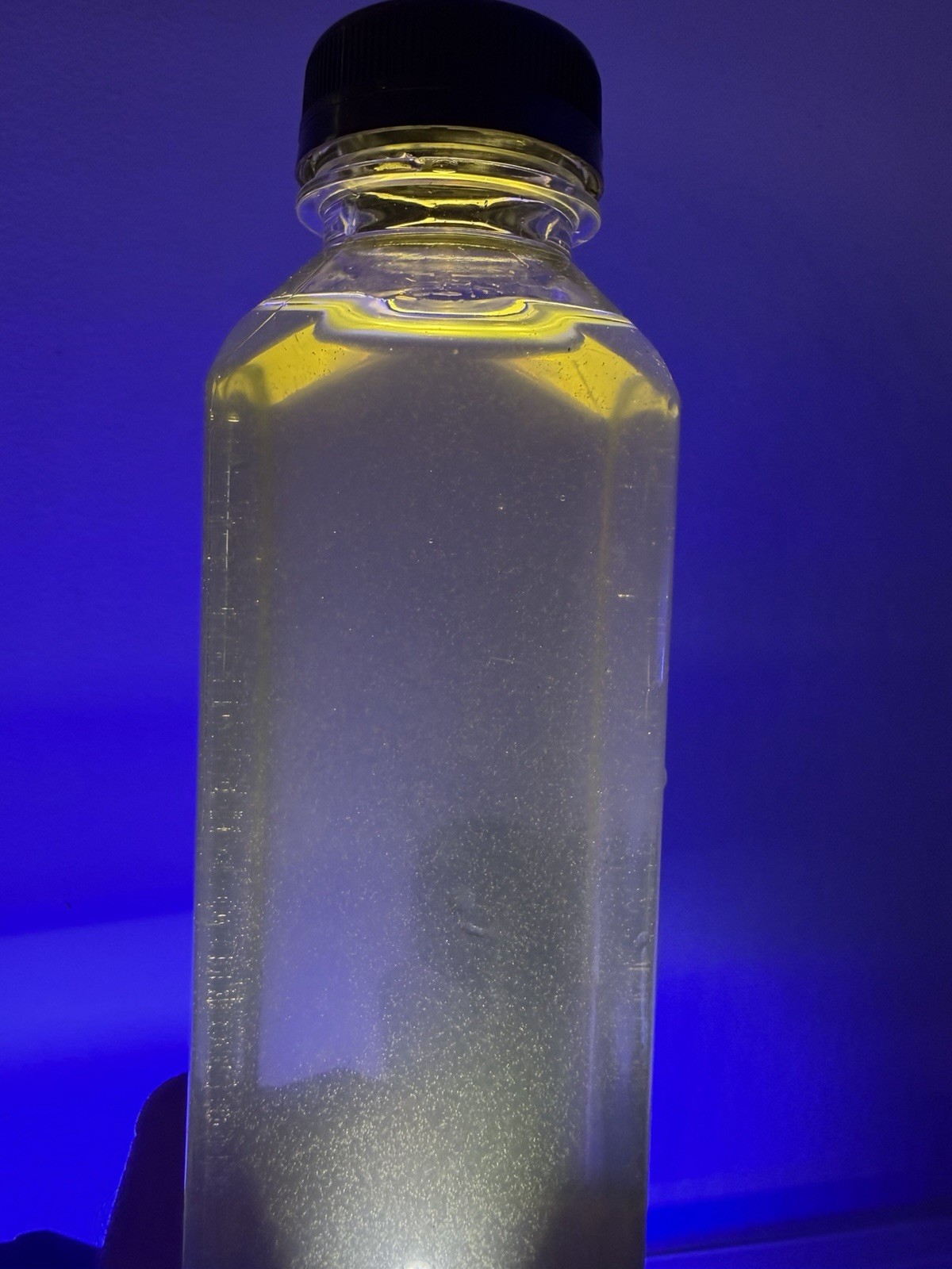 saltwater copepods live 16 0Z BUY TWO GET((TWO)) FREE Three Pod Species saltwater copepods live 16 0Z BUY TWO GET((TWO)) FREE Three Pod Species