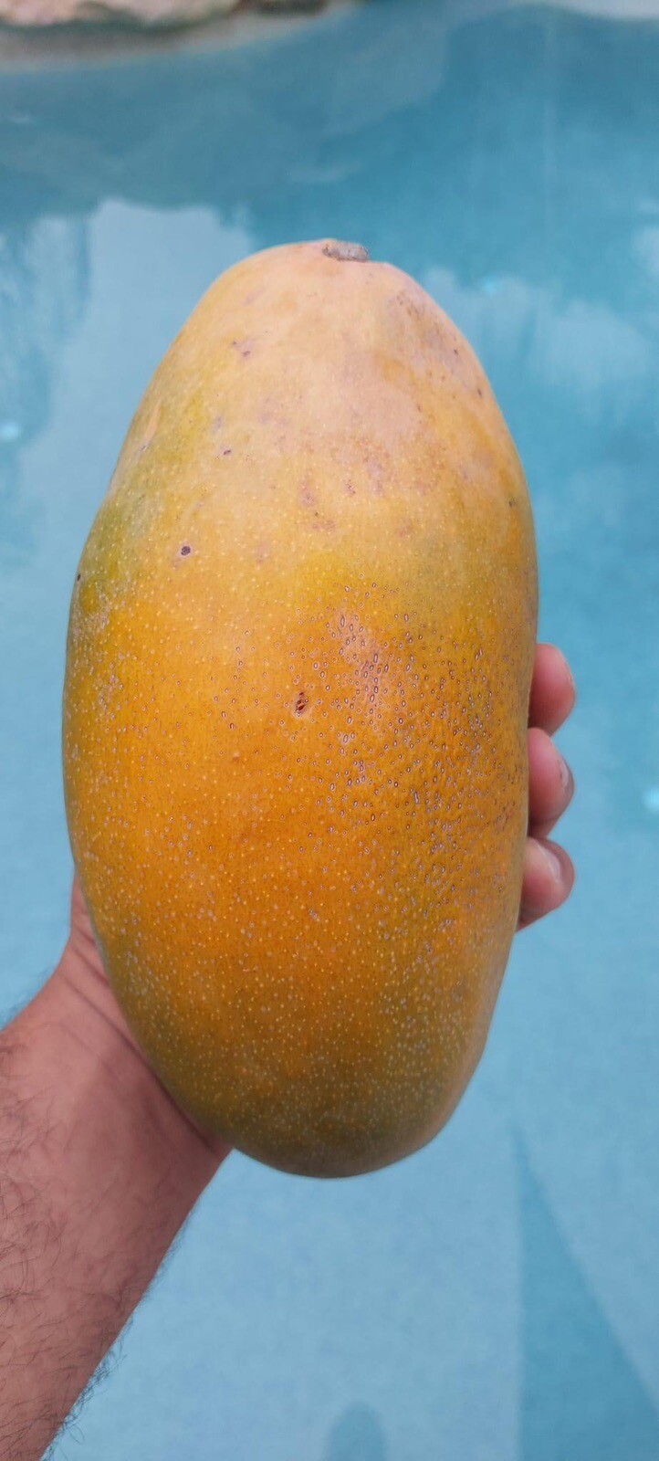 Big 7Gal Dwarf LANCETILLA Grafted Rare MANGO Tree Pot Ship UPS