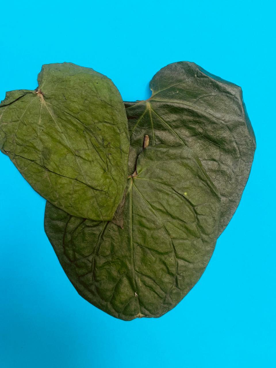 Betel Herbal Dried Organic leaves length 8cm (piper betle) (2 Betel nut free)