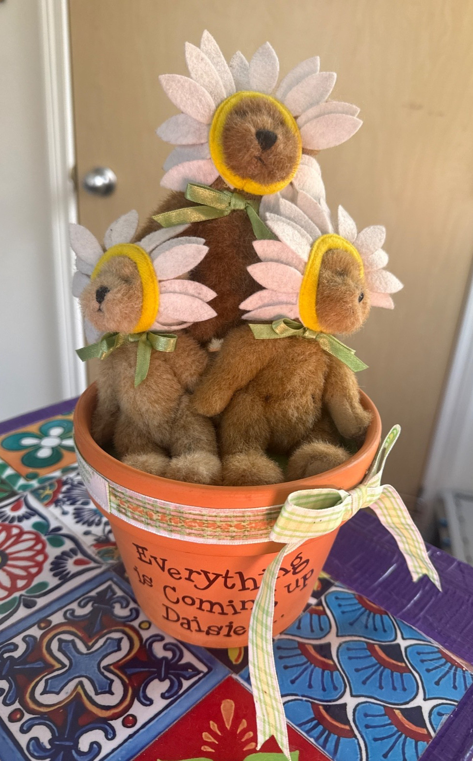 Boyd’s Bear (Everything is coming up daisies) Boyd’s Bear (Everything is coming up daisies)