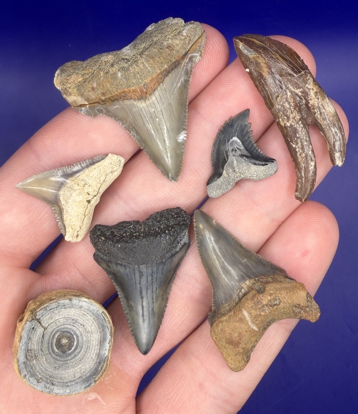 Summerville Fossil Shark Teeth Lot Great White Angustiden Ankylorhiza Bull Etc