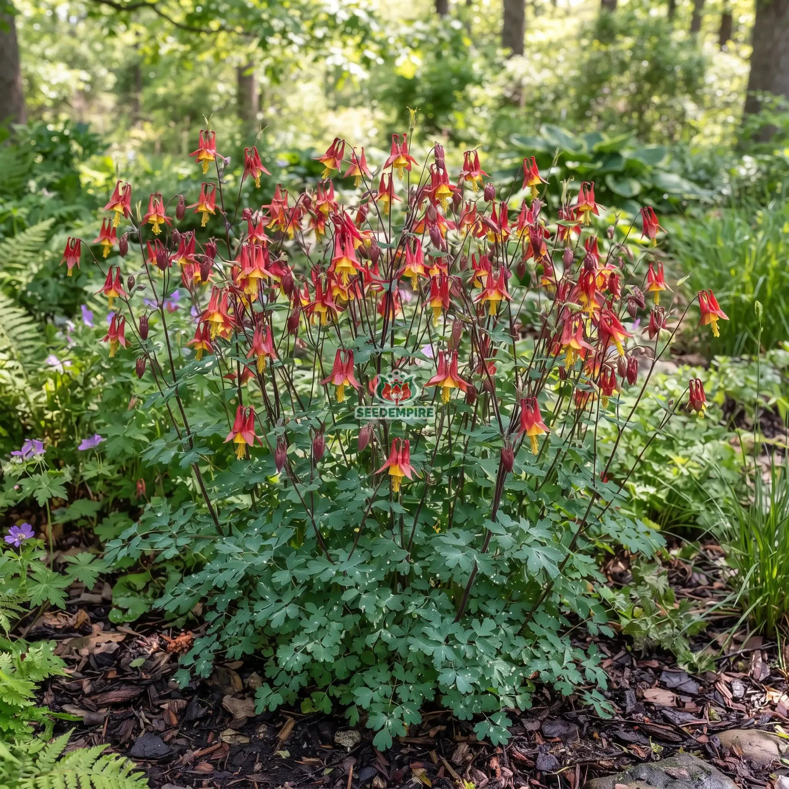 COLUMBINE EASTERN RED Aquilegia Canadensis - 255 Bulk Seeds