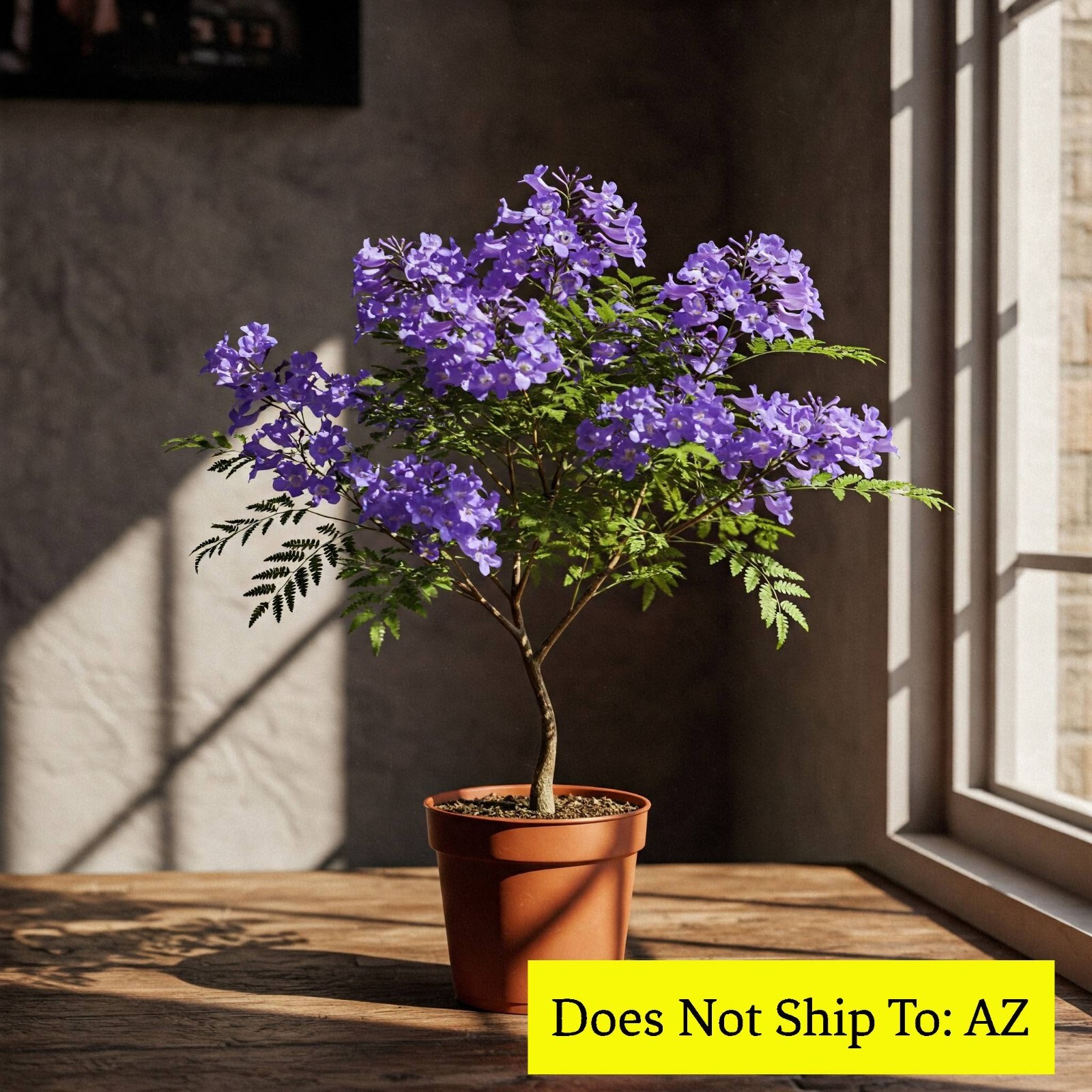 Jacaranda Tree Live Plant Mimosifolia Flowering Purple 1 Gal Pot 1-2 Feet Tall