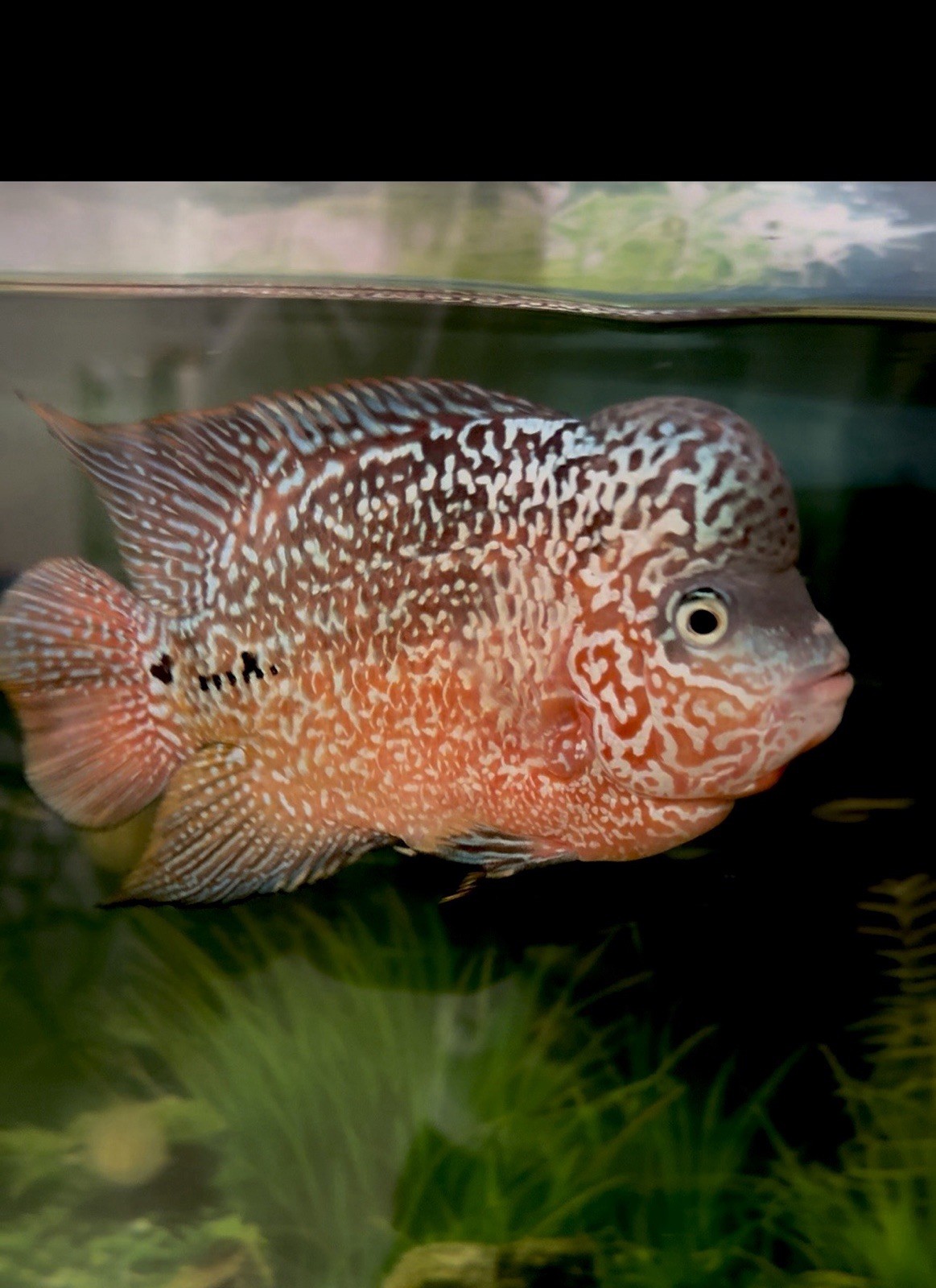 Flowerhorn Live Fish KamFa Gen GB Yellow Eyes Super Active size 4”