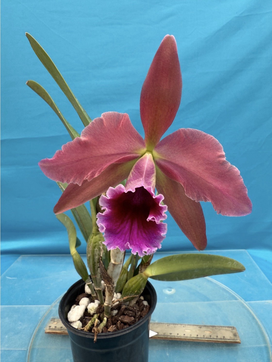 Cattleya Pauline Portilla (percivaliana X tenebrosa) Orchid 4.5” Pot 3 Growths