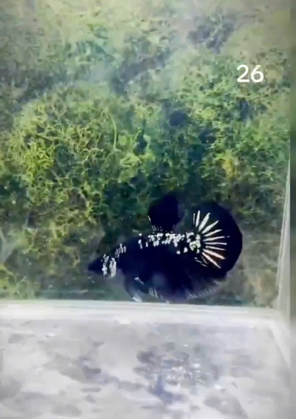 Samurai Betta Bold Powerful & Beautiful buy male get free female #26 Samurai Betta Bold Powerful & Beautiful buy male get free female #26