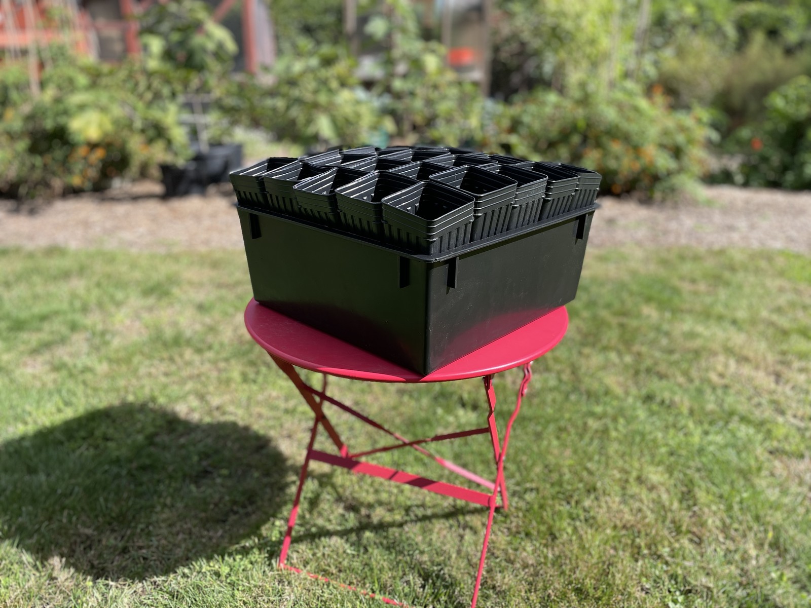 Treepot Tray and (25) 3\