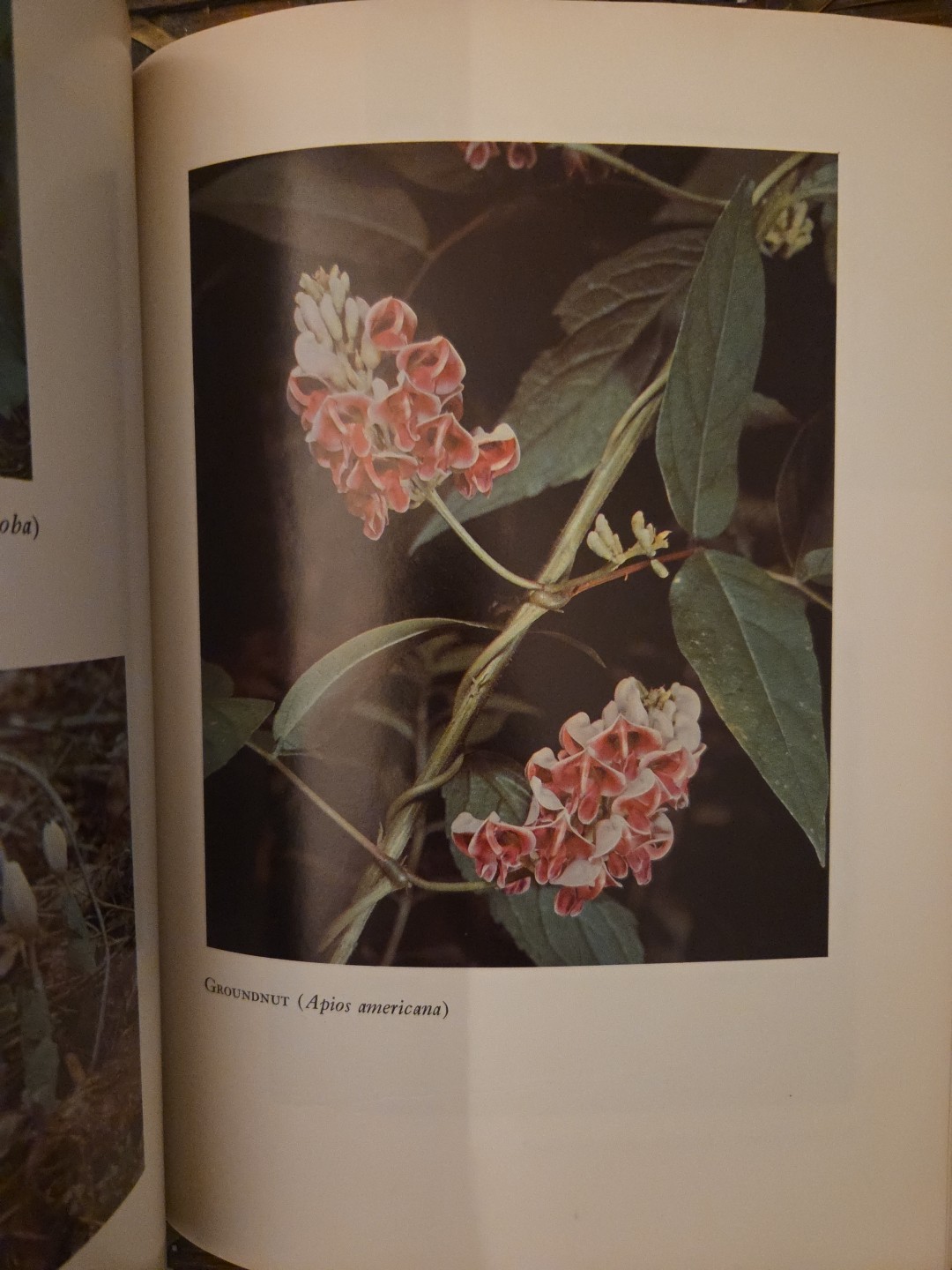 Vtg 1968 Pioneering with Wildflowers Book George D. Aiken  B&W Color Photography