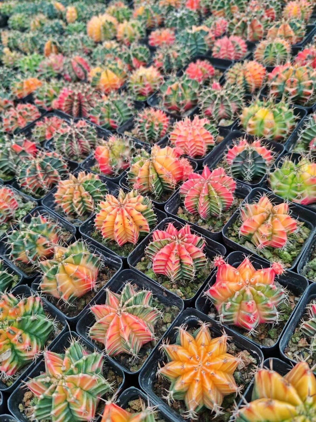 10PCS Gymnocalycium mihanovichii var Beautiful Cactus Family Color Random