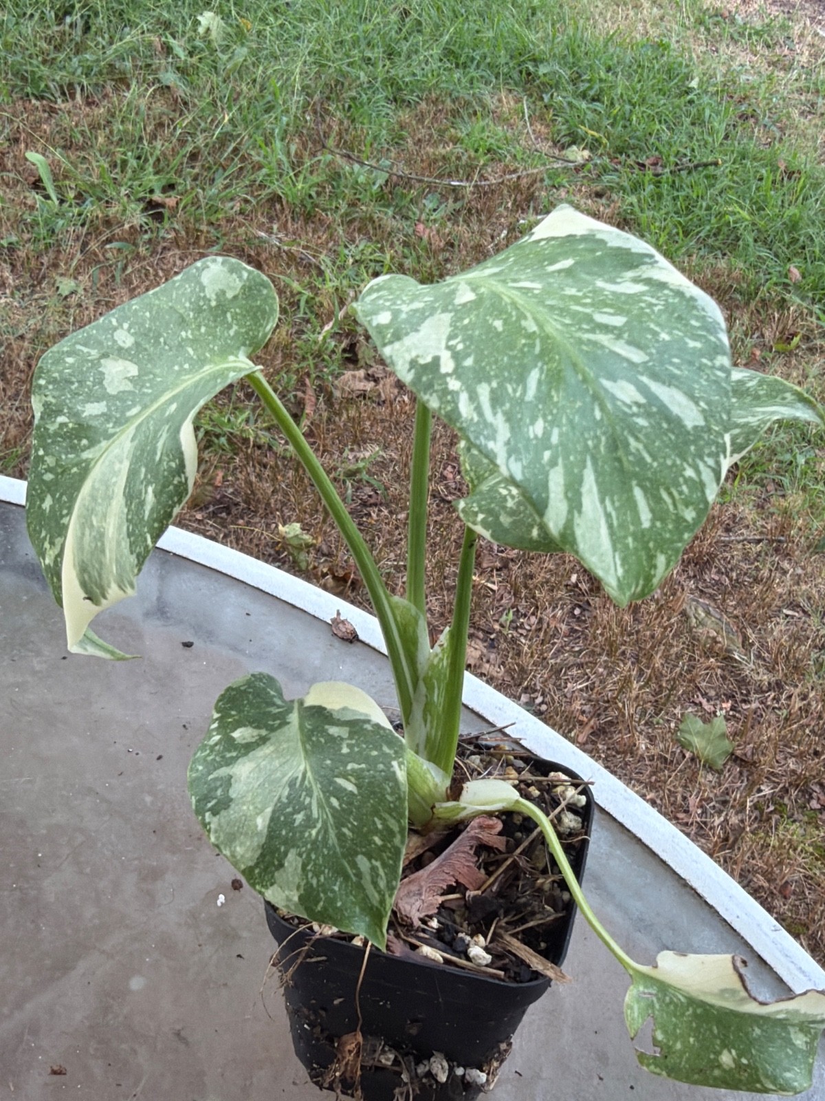 Thai Constelation Monstera Live Plant 9” inch Fully Rooted plant