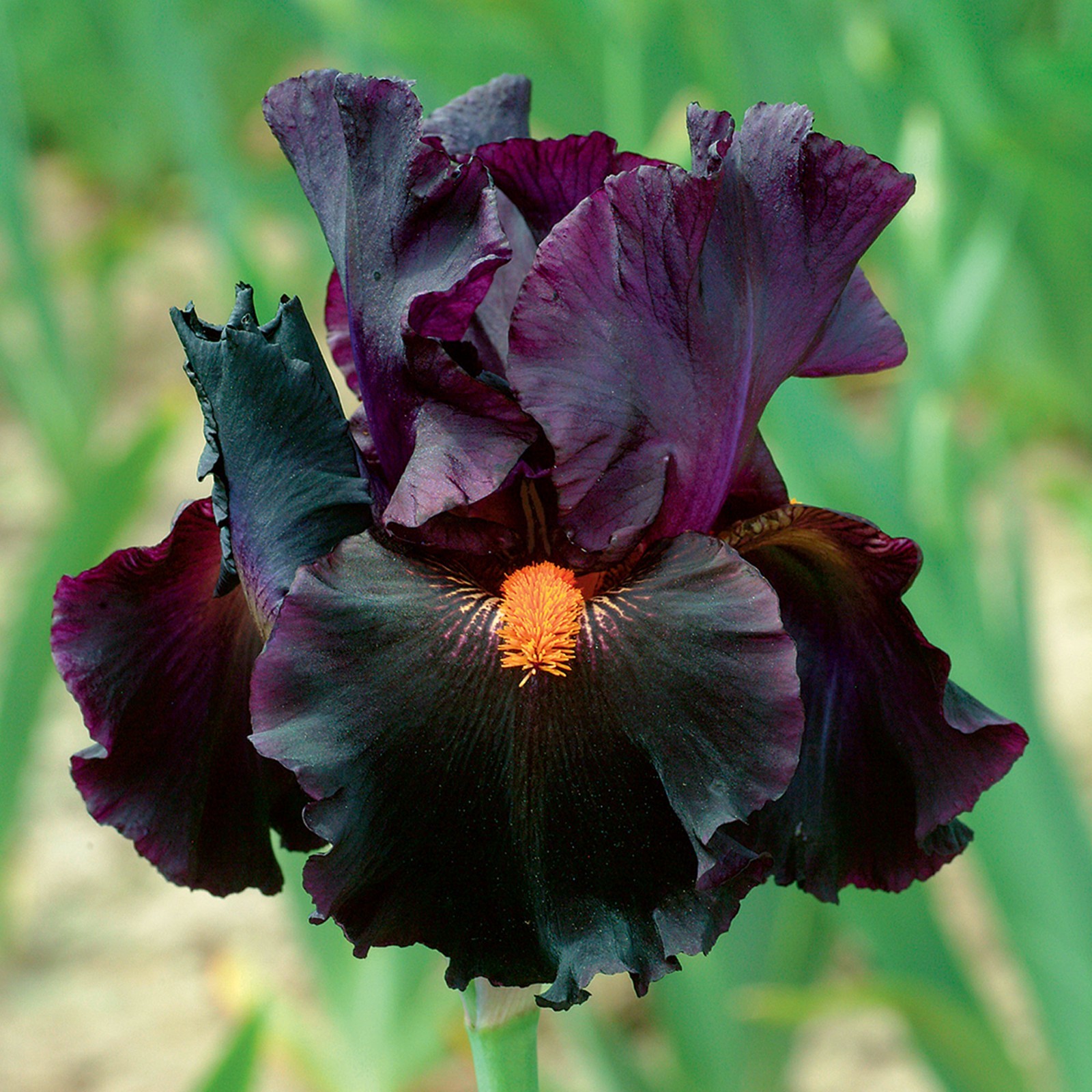 Dracula\'s Kiss Iris Plant Quart Pot, Dark Black Purple Flowers, Perennial