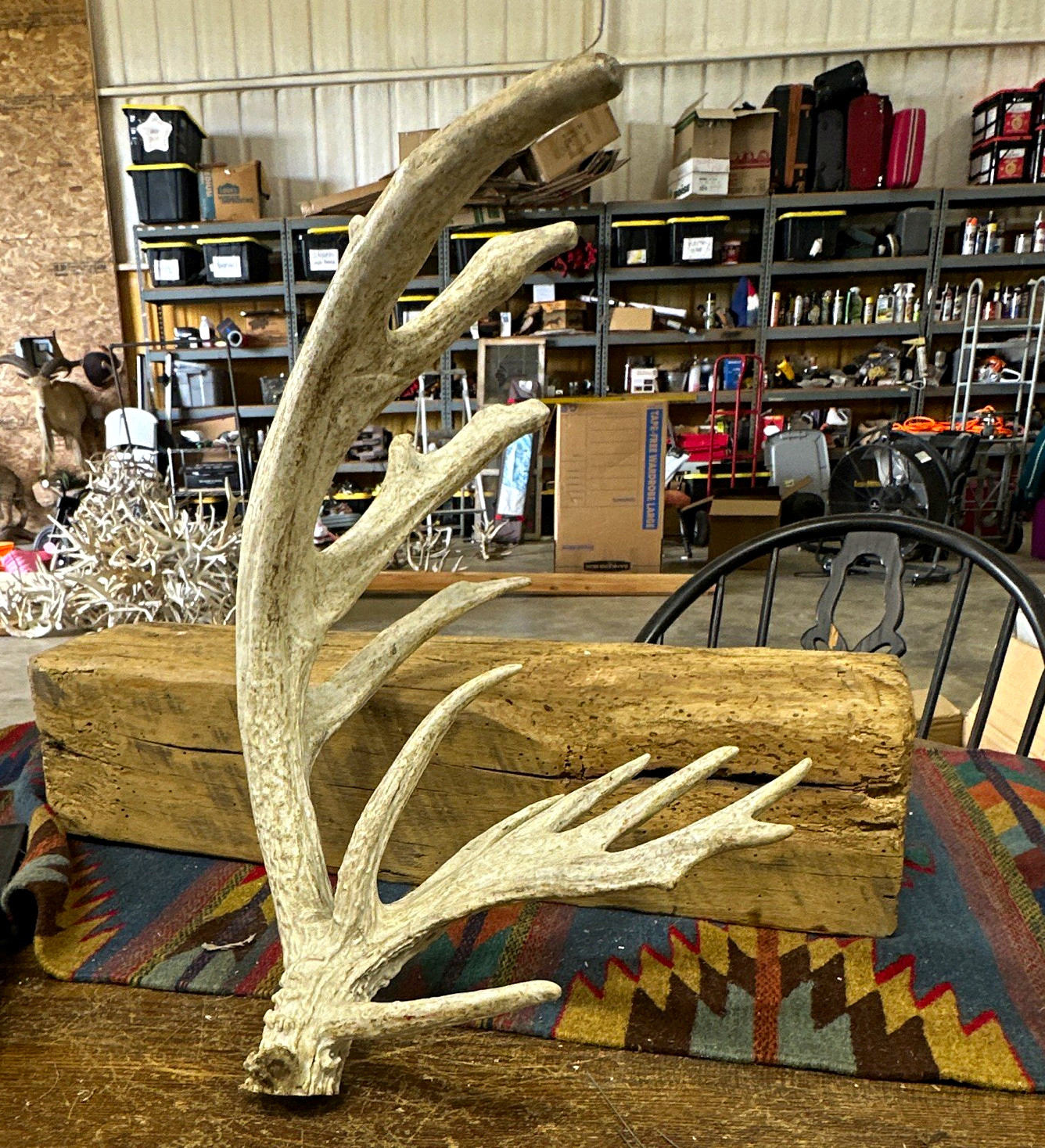 Deer Shed Single Antler Horns & Antlers Taxidermy Decor 14 points