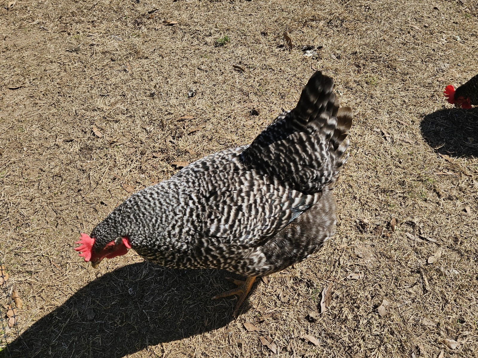Half Dozen Fertilized Plymouth Barred Rock Chicken Eggs For Incubating, 6 Eggs Half Dozen Fertilized Plymouth Barred Rock Chicken Eggs For Incubating, 6 Eggs