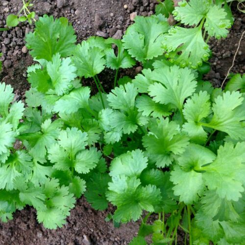Leisure Cilantro/Coriander Seeds | Heirloom / Non-GMO | | 1280 Leisure Cilantro/Coriander Seeds | Heirloom / Non-GMO | | 1280