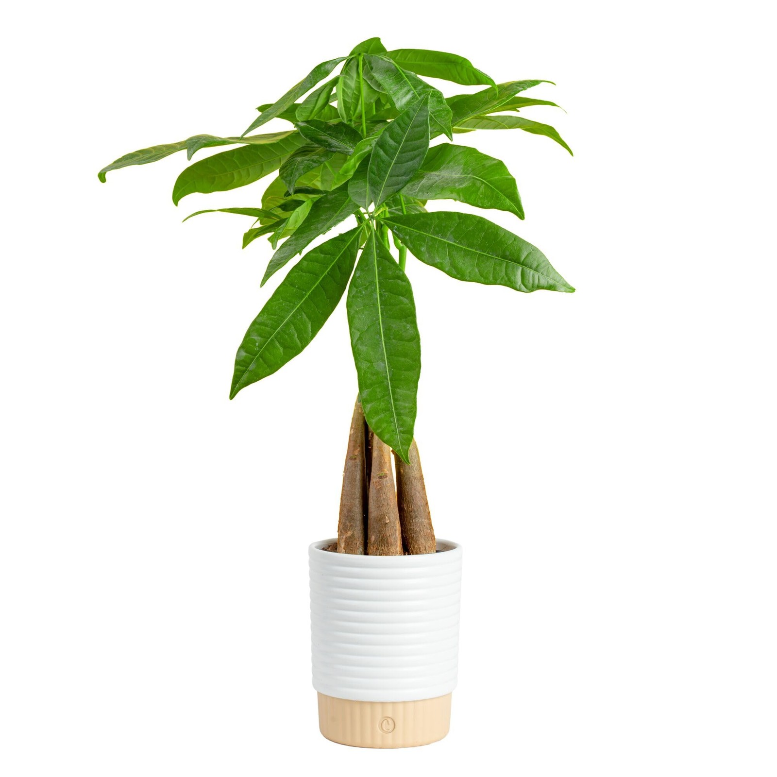 Costa Farms Money Tree Live Indoor Plant, Easy Care, Pet Safe, Decor Pot |