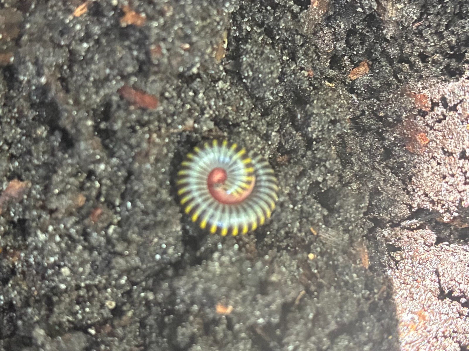 Live Bumblebee Millipedes - Breeding Pair M/F (Composting) Live Bumblebee Millipedes - Breeding Pair M/F (Composting)