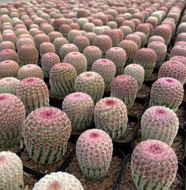 3PCS RareSucculent cactus Plants echinocereus rigidissimus home plant ownroot