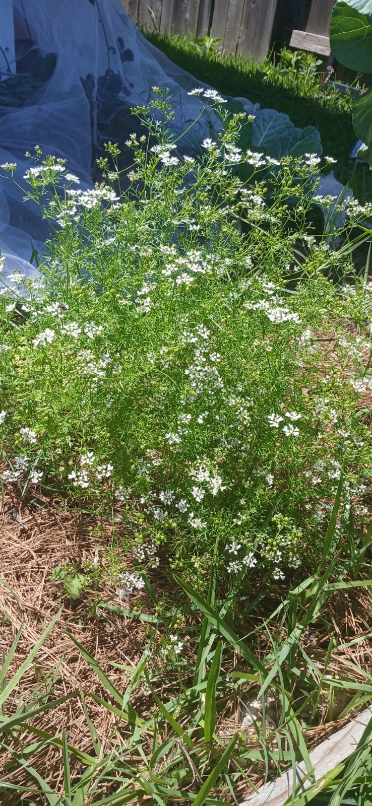 Bushy Leisure Cilantro (Coriander)  50 Seeds / Non-GMO