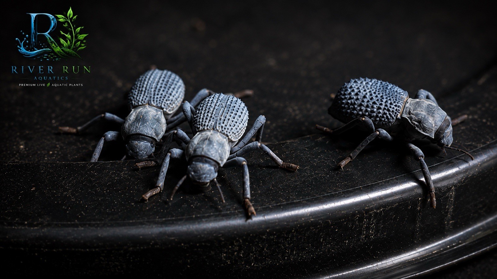 LIVE Blue Death Feigning Beetles – 3 Pack – Asbolus Verrucosus – Desert Beetles