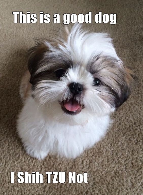 Funny dog Shih Tzu    refrigerator magnet 3 1/2 X 4  1/2 