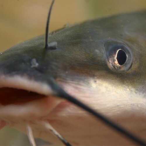 CATFISH ARE HERE 25 LIVE BLUE CHANNEL CATFISH CATFISH ARE HERE 25 LIVE BLUE CHANNEL CATFISH