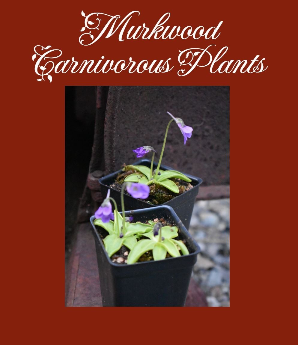 Pinguicula vulgaris var Macroceras Horned Temperate Butterwort 20 Ct FRESH SEEDS