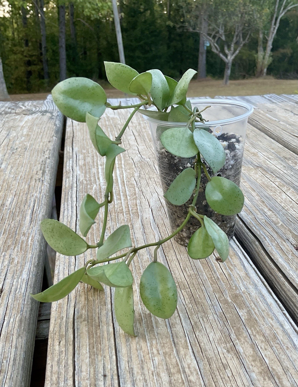 Hoya Lacunosa Silver Mint Coin In 3” Pot Hoya Lacunosa Silver Mint Coin In 3” Pot