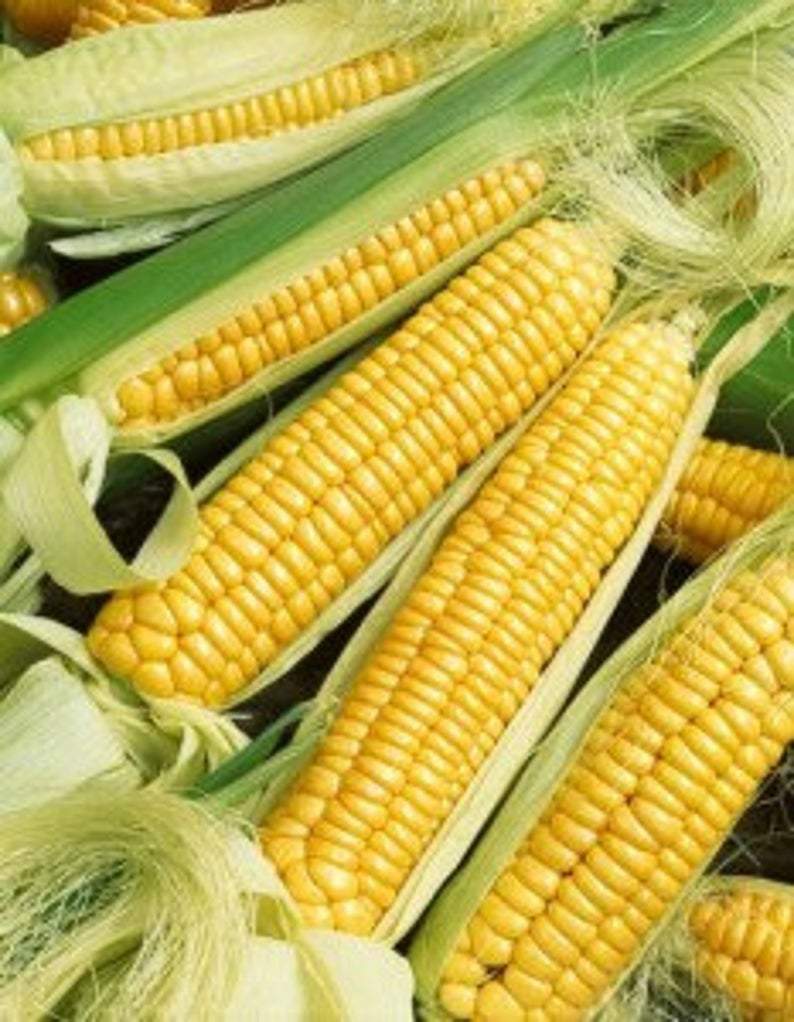 Early Golden Bantam Sweet Corn Seeds, NON-GMO, Heirloom, 