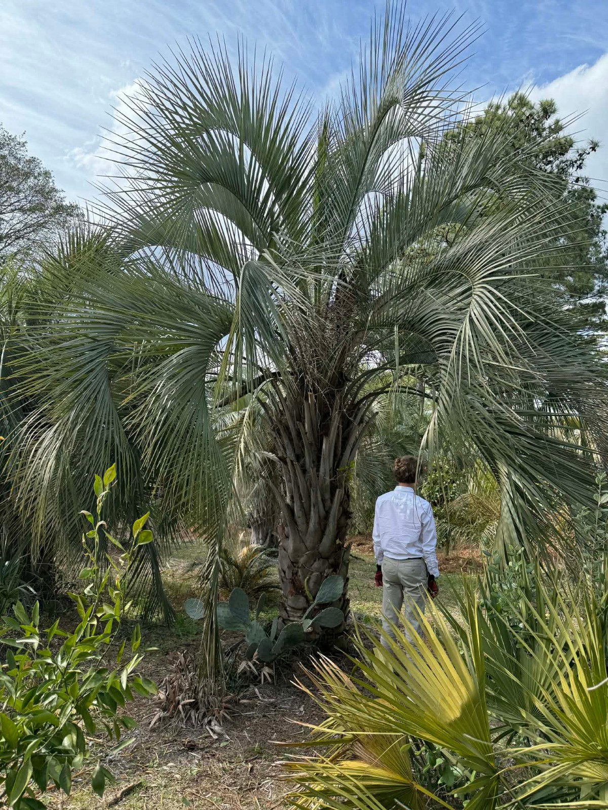 Butia odorata Seeds - Jelly Palm.  Florida State Champion