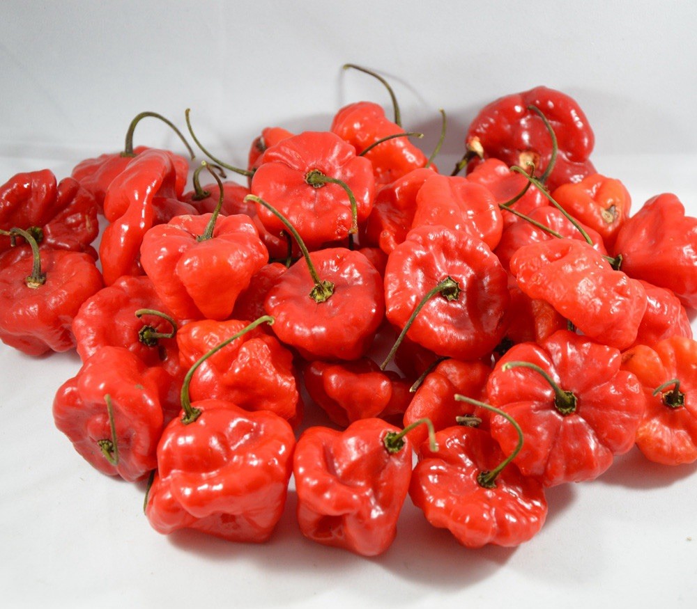 AJI DULCE GRANDE (100) SEEDS DE PUERTO RICO AJI DULCE GRANDE (100) SEEDS DE PUERTO RICO