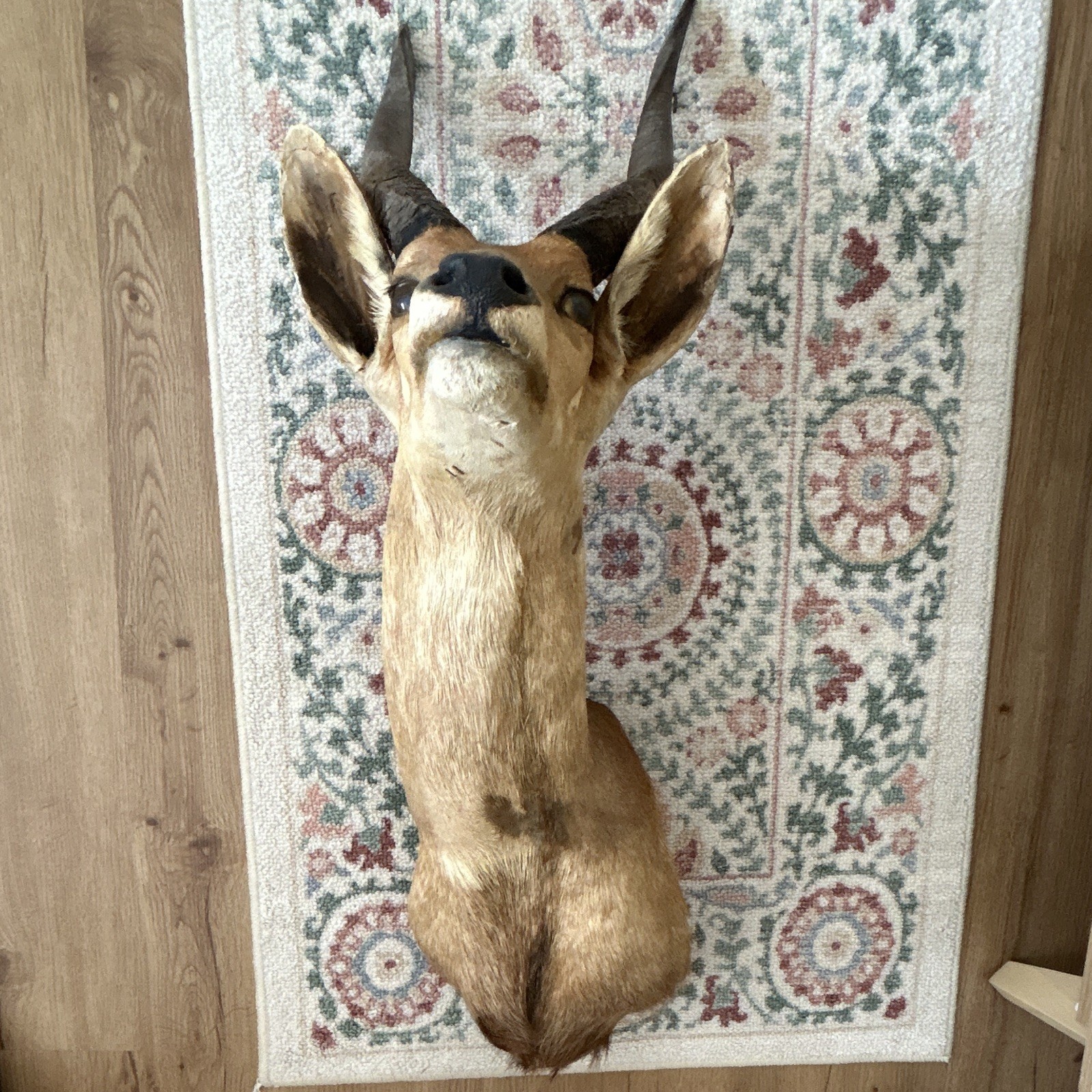 taxidermy mount of a male BUSHBUCK