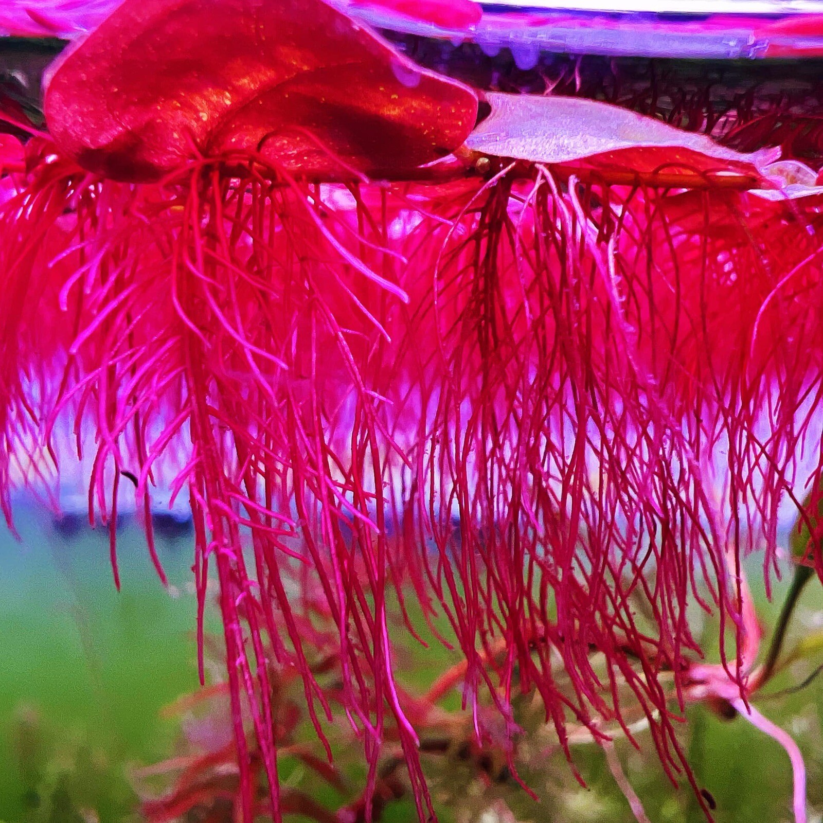80+Leaf Red Root Floaters Live  Aquarium Floating Plant Buy 2 Get 1 Free