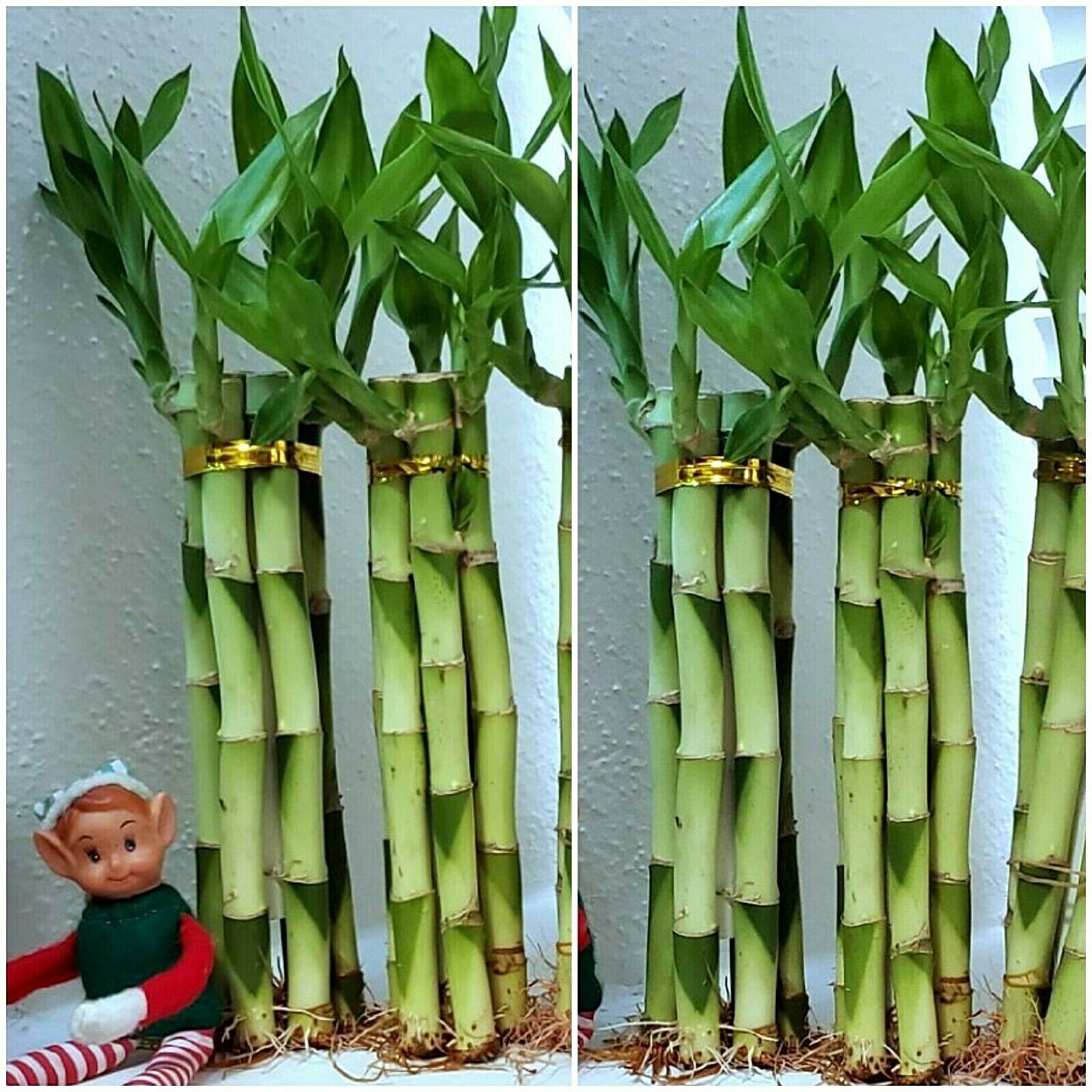 6 Lucky Bamboo 8 Inches, Home Decor, Aquatic Plants, Gift, Feng Shui, Indoor