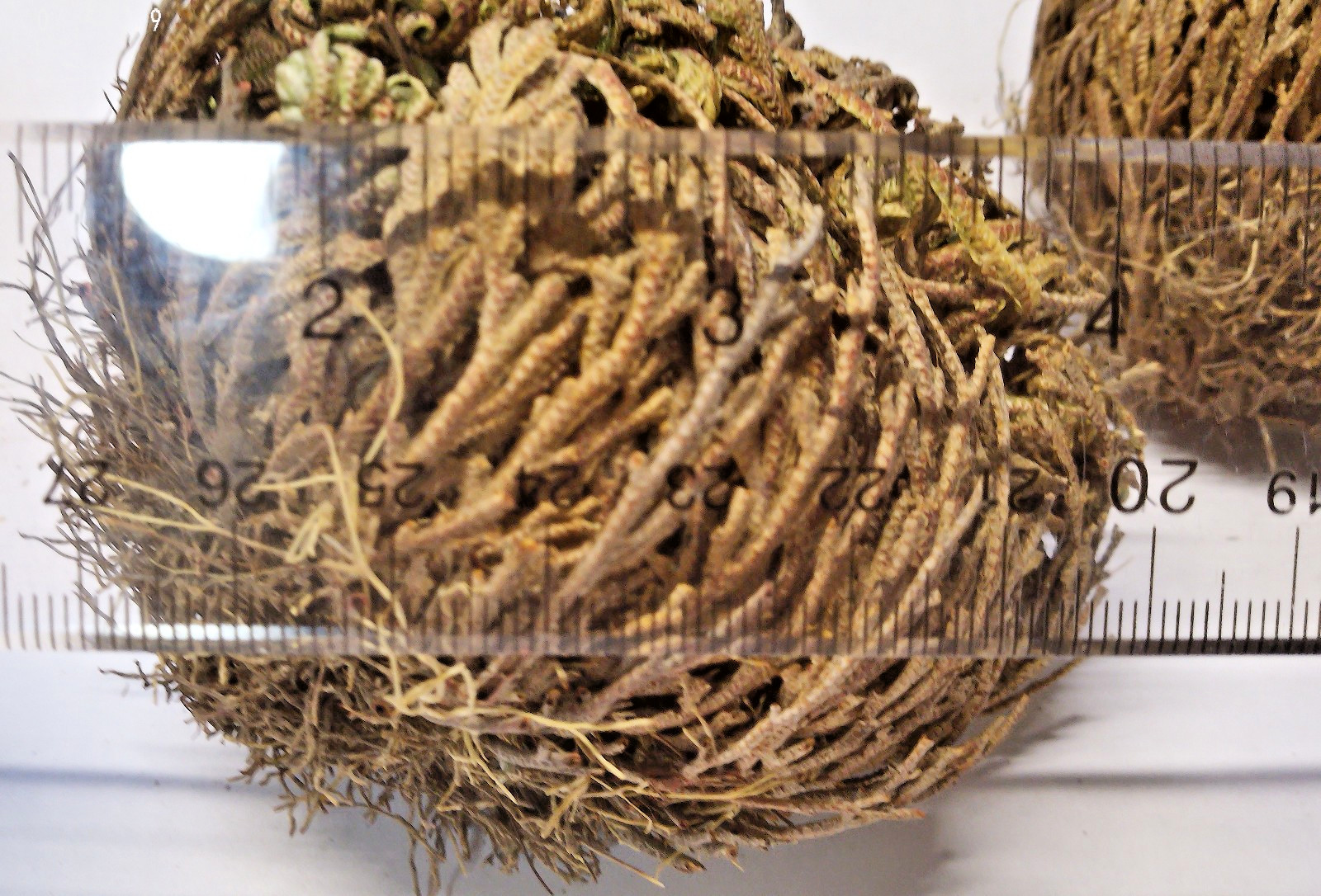 Rose of Jericho. You will receive 2 huge plants  Free USPS Ground Shipping