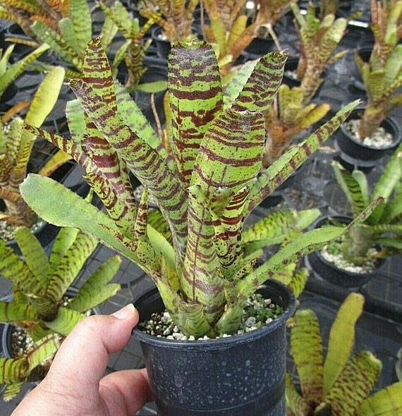 Neoregelia Tigrina (Pack Of 3) Neoregelia Tigrina (Pack Of 3)