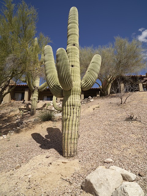 Photo:Tucson Arizona 2018 Saguaro Cactus El Conquistador Resort Entry Road