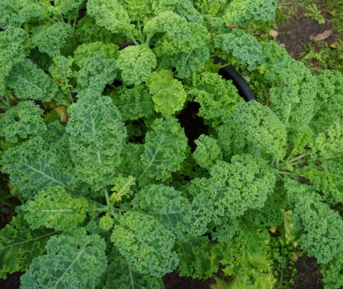 500 DWARF BLUE CURLED SCOTCH KALE SEEDS | 2026 NON GMO HEIRLOOM 500 DWARF BLUE CURLED SCOTCH KALE SEEDS | 2026 NON GMO HEIRLOOM